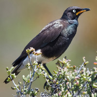 African Pied Starling